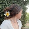 inbar_statter
