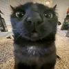 misha_xz5