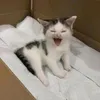 ˆ𐃷ˆ