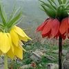 aslanbat72_