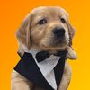 chase.thegolden.pup