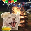 star_cat316