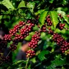 phuancuonggroup