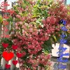 trn.danh.bc