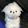 cute1maltese