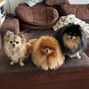 fluffytrio1