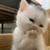itz_kharmhekari