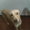 vocefuoricampo1