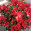 ngoc31386