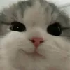.potatooooo_0