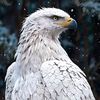 toor_86