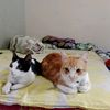 shinta.erman.77