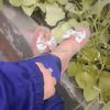eman.fatima7284