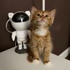 Thor_the_Cat