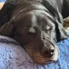 greysparx