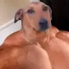 sk_diaxo