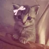 fey_xyrlz