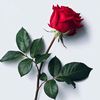 nawara_98_0