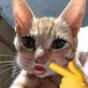 ok.qa_dths1tg