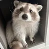 yeuduongccgichomet