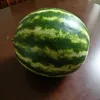 lissybigmelonlove
