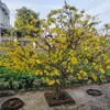 trang.phng015