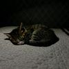 loxi_3269