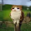 floptokqueeeen