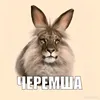 user2471697961457