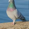 yar.zar8675