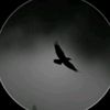 shan.iqbal791