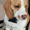 beagle.bella14130