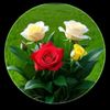 user3540518173749