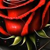 halkish8