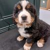 lando.the.bernese