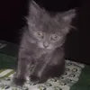 thatmindreader