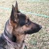 k9_duo_milamax1