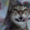 defnot_kayan