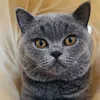 BlueTheBritishShorthair