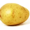 batata01.1