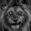 hesenov_95