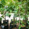 capicron59