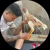 Gà Chọi 21 Yên bái