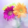shajahan.muhammed3