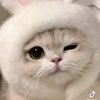 laloush.sy