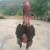 dywnfue
