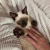 cat_cathedral