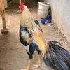 peternak.ayam15