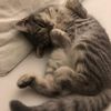 felinoskill