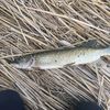 thatonefish